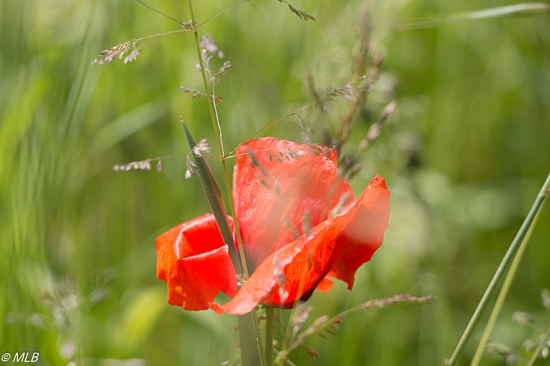 Coquelicots 2018 4 mlb